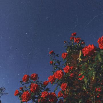 薔薇と夜空