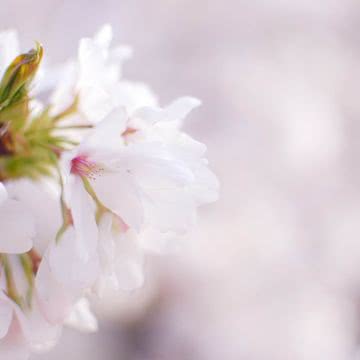 花の壁紙