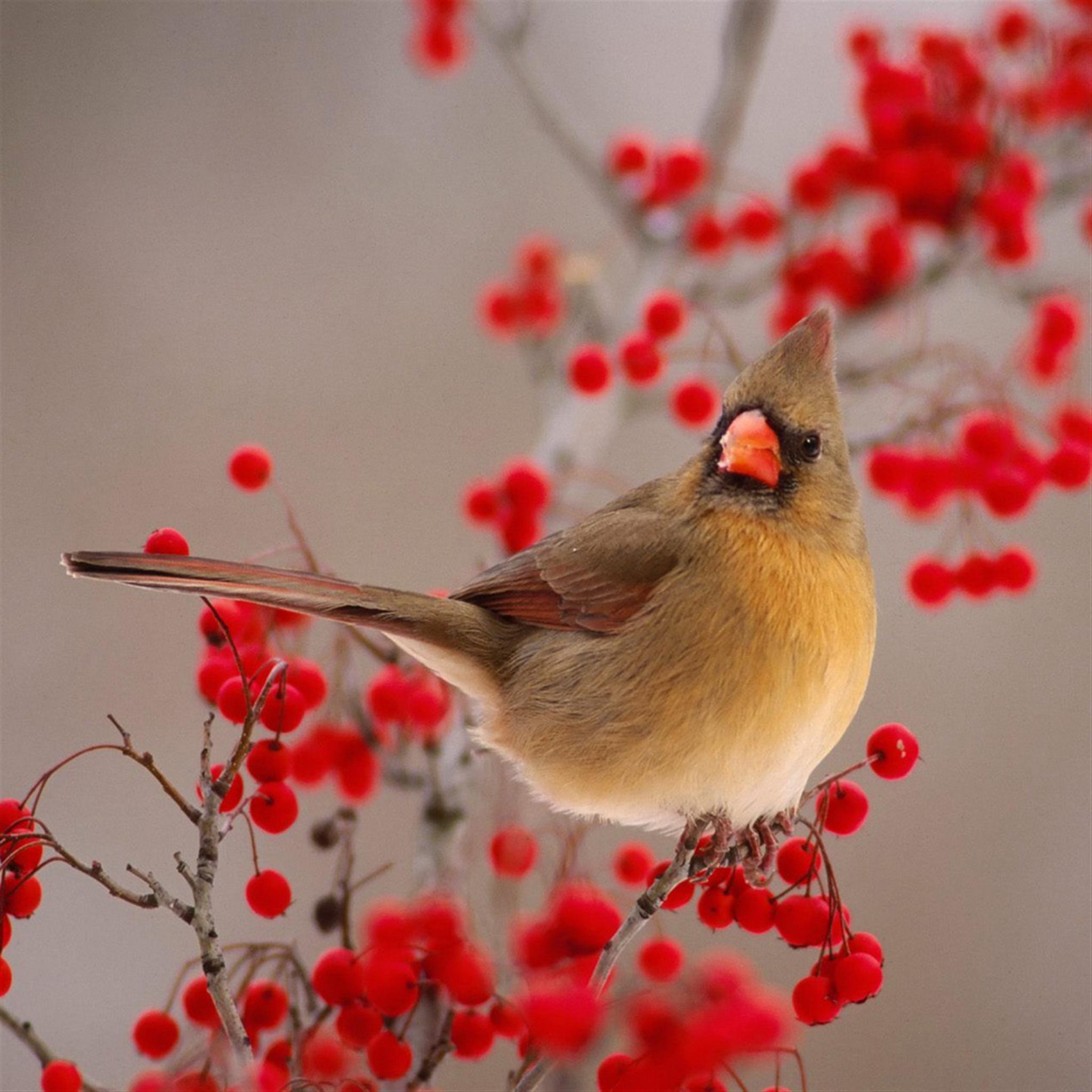 小鳥と赤い実 | iPad/タブレット壁紙ギャラリー