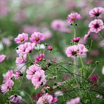 花の壁紙