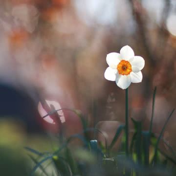 花の壁紙