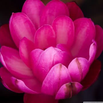 ピンク色の美しい花