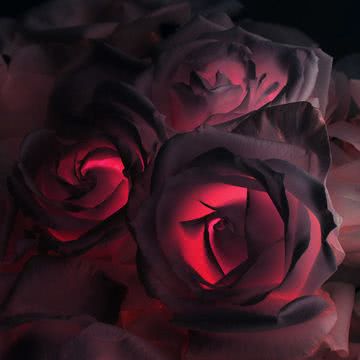 Black Rose