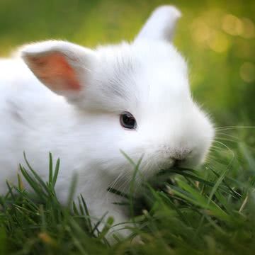 【230位】ウサギ