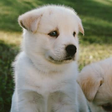 子犬