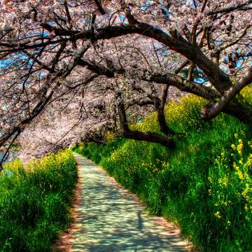 桜 花の壁紙