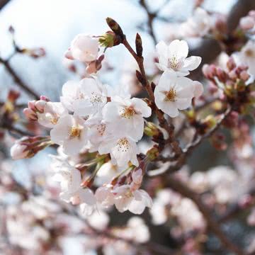 桜 花の壁紙