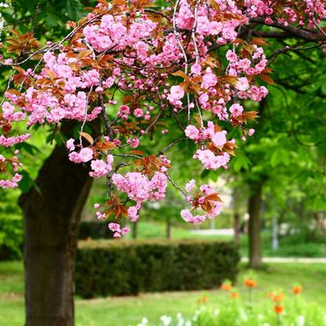 春の花