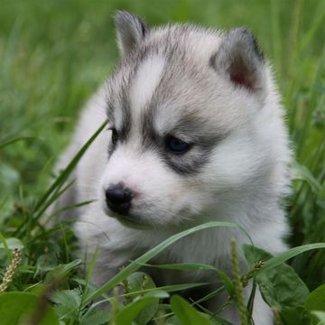 原っぱの子犬 | 動物のiPad壁紙