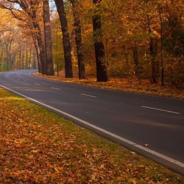 秋の道路