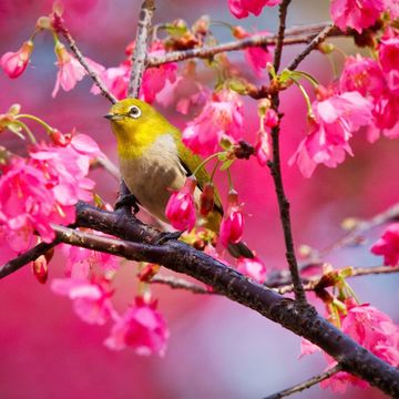 鳥と花 | 春の自然
