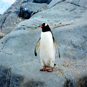 ペンギン