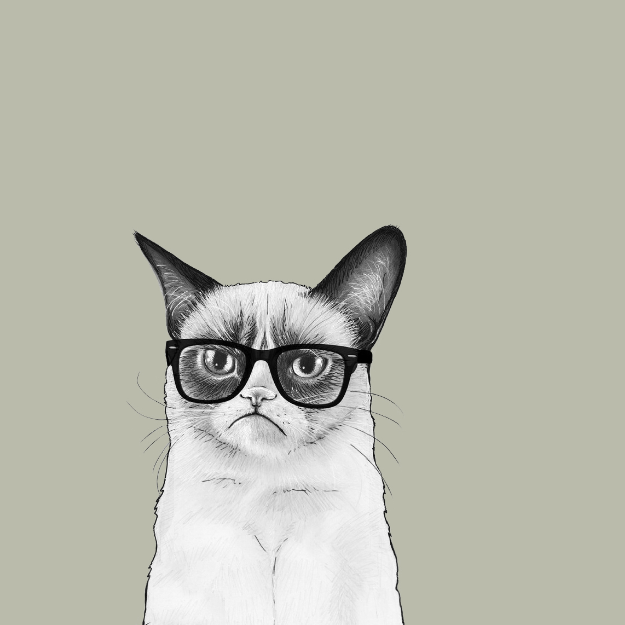 メガネ猫 動物のイラスト Ipad タブレット壁紙ギャラリー