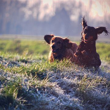 野原で遊ぶ犬