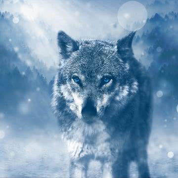 オオカミ | 動物のiPad壁紙