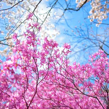 ピンク色の花