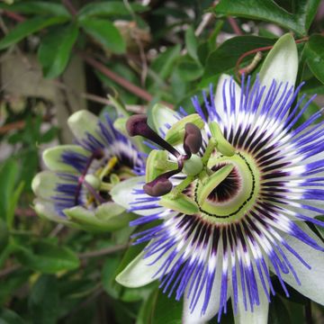 Passion Flower