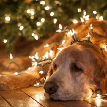 犬のクリスマス