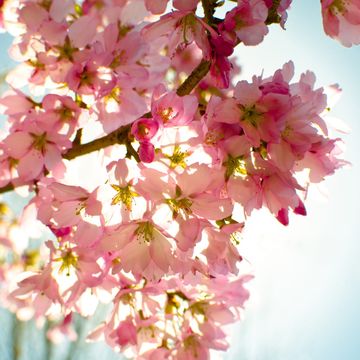 満開の桜の花