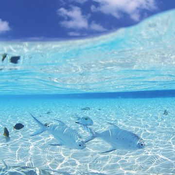 【31位】海の中|夏のiPhone壁紙