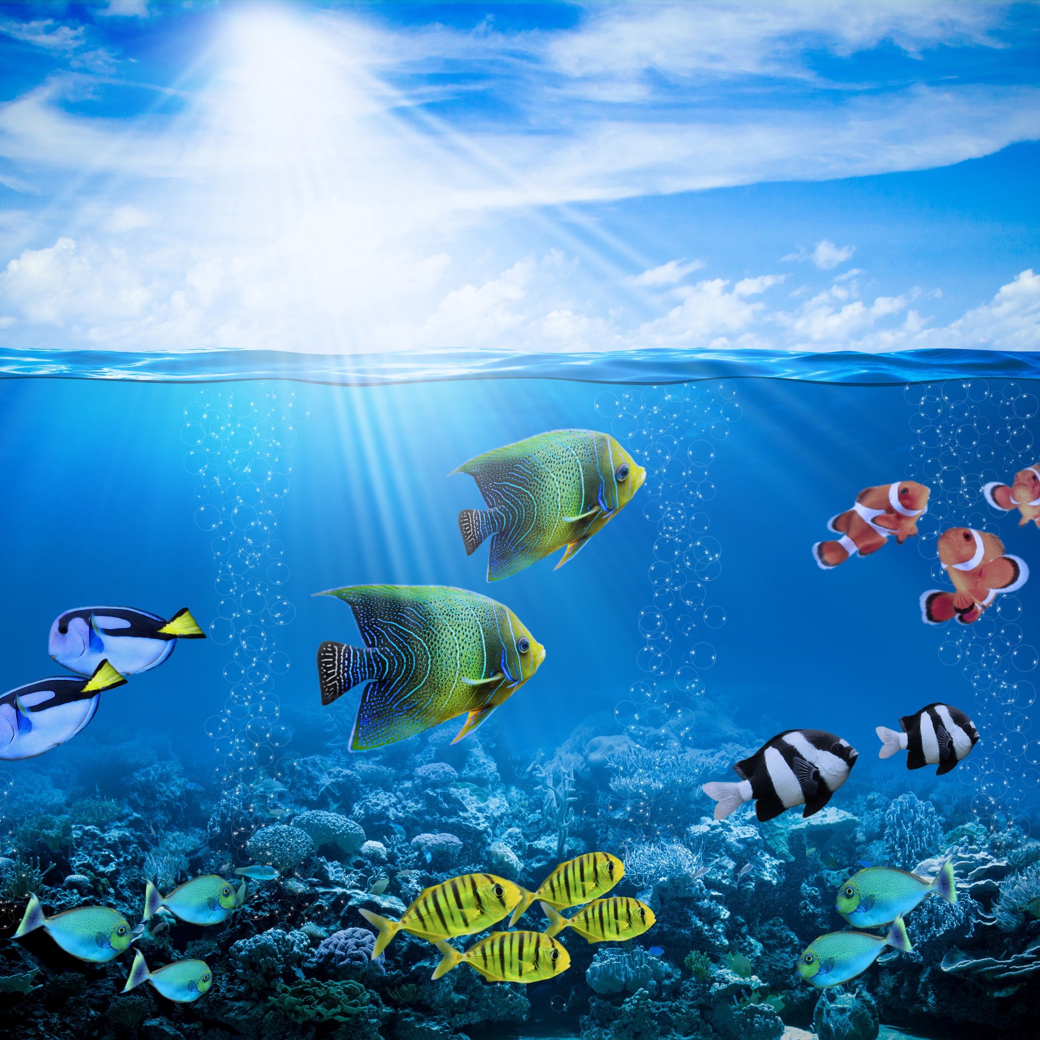 熱帯魚の泳ぐ海 Ipad タブレット壁紙ギャラリー