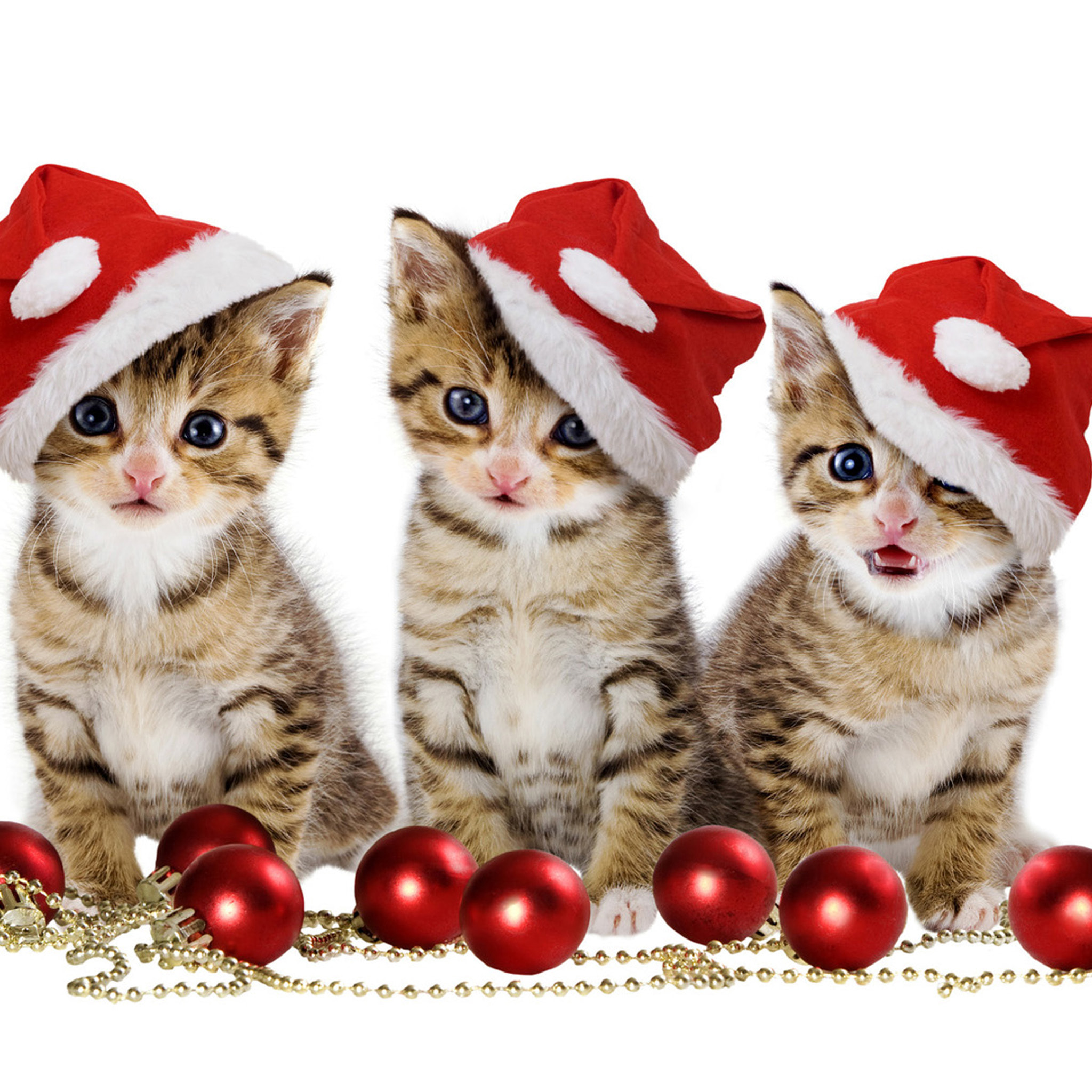クリスマスの子猫たち Ipad タブレット壁紙ギャラリー