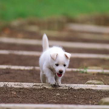 子犬