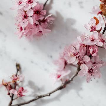 【新着2位】桜|桜のiPhone壁紙