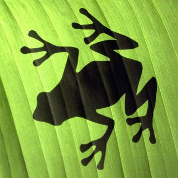 Frog Shadow