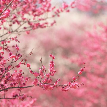 春の桜