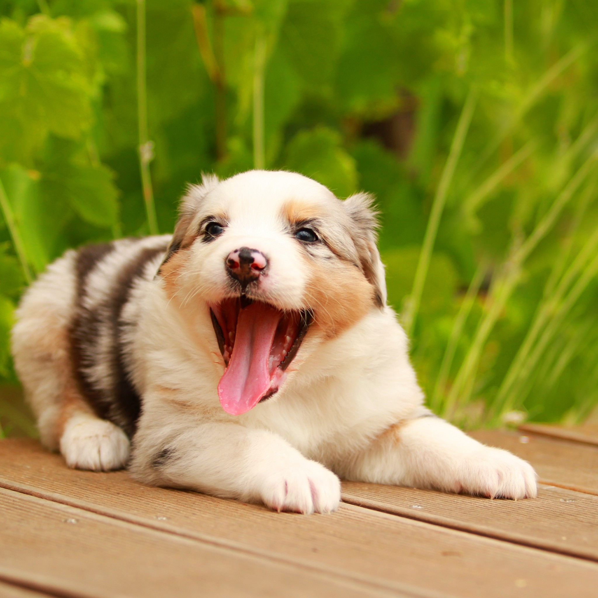 不振 カップル ギャング 可愛い 犬 の 壁紙 Sozokobetsu Jp