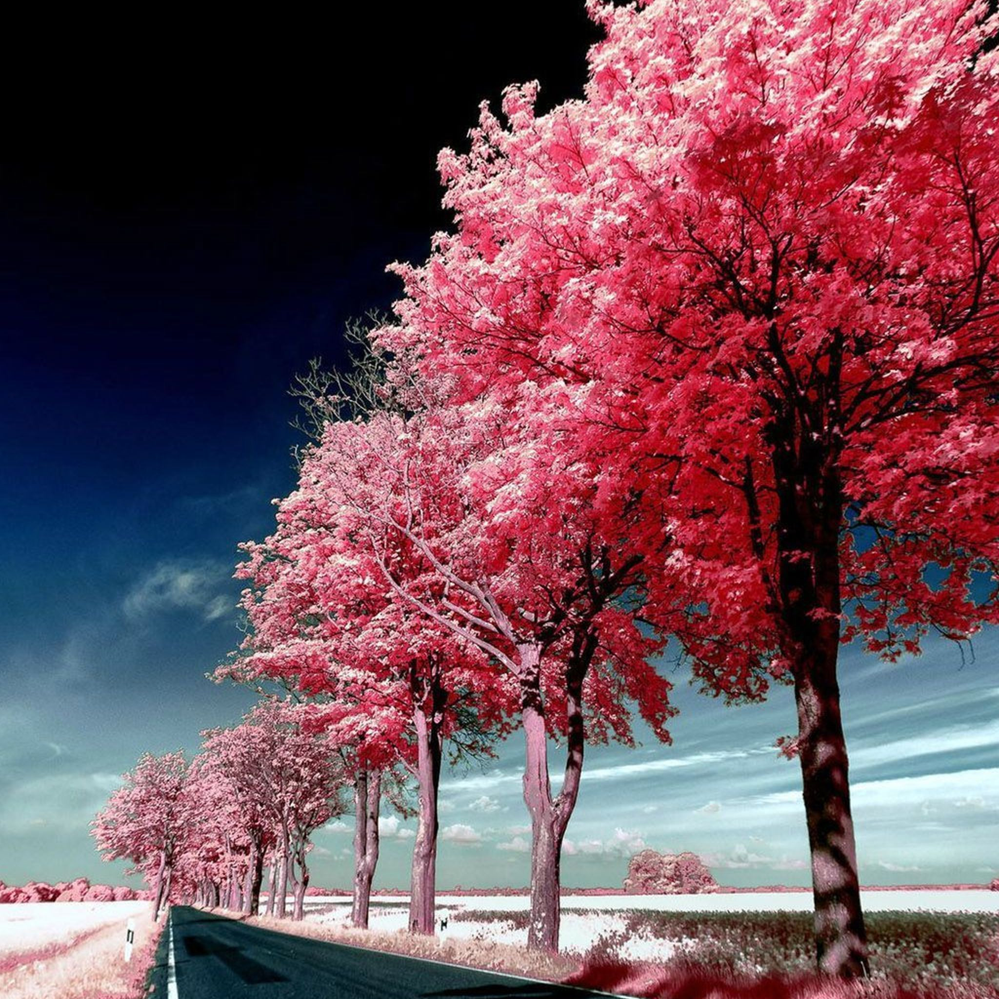 満開の桜並木 Ipad タブレット壁紙ギャラリー