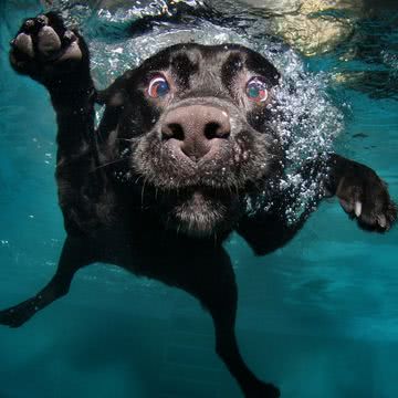 犬の水泳