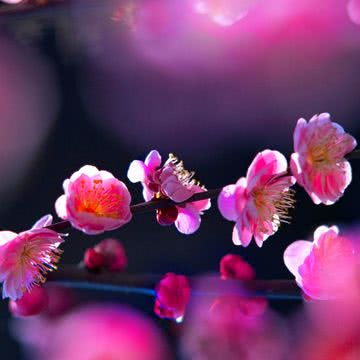 梅の花