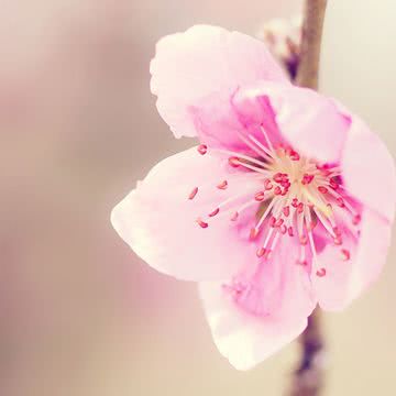 桜の花