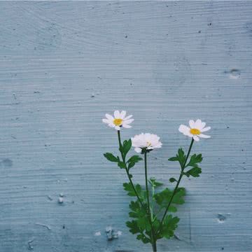 道端の白い花