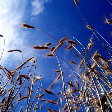 麦畑の空