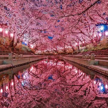 【4位】夜桜|春のiPhone壁紙