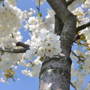 桜