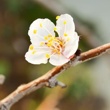 アプリコットの花