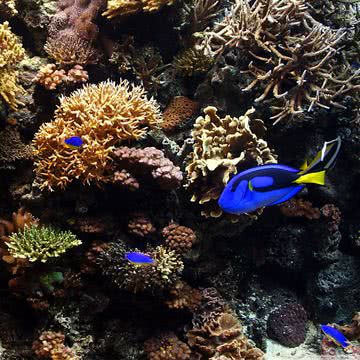 🐠水族館 - 涼し気なiPad壁紙