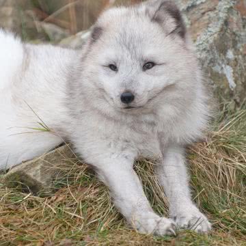 犬 ペットの壁紙