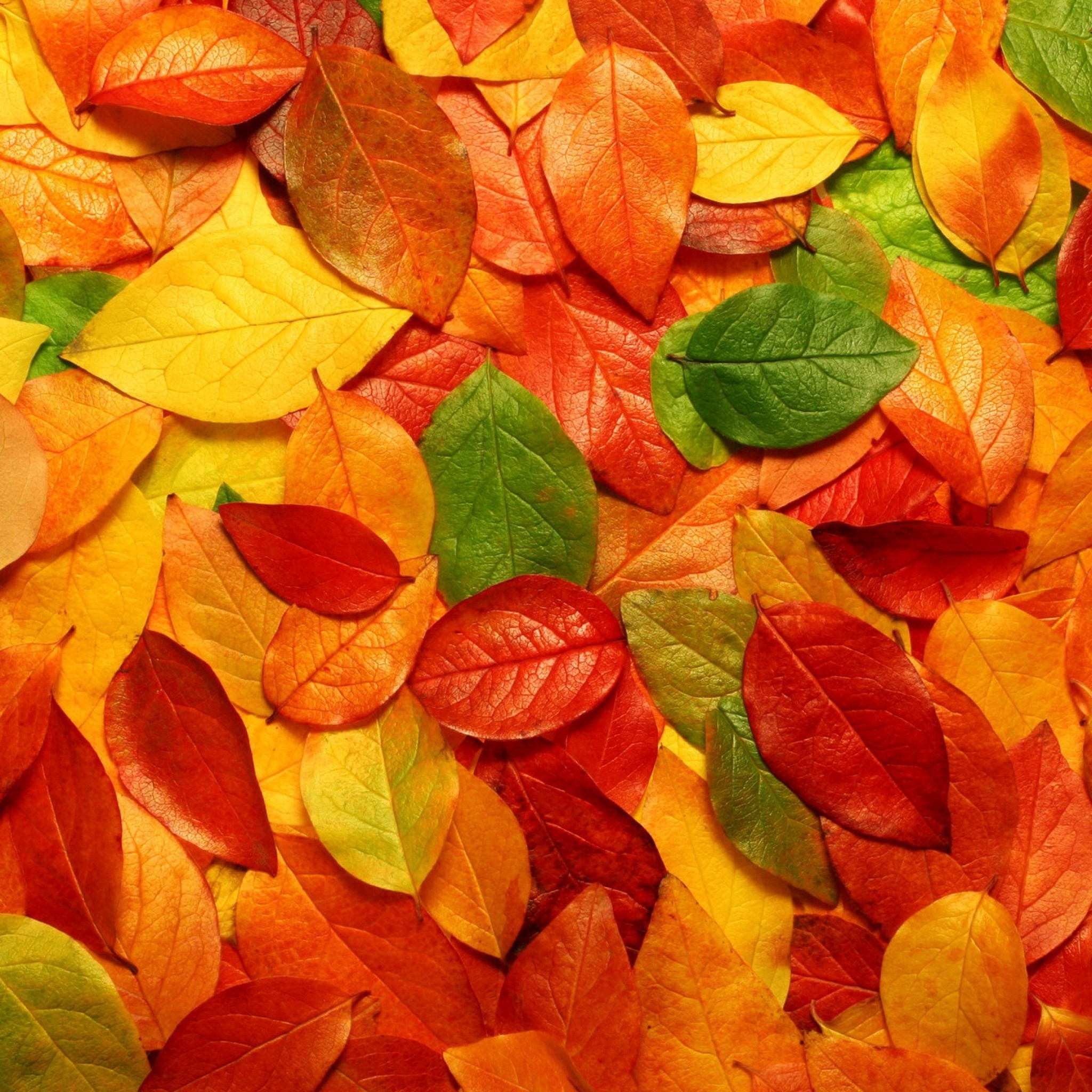 秋の落ち葉 Ipad タブレット壁紙ギャラリー
