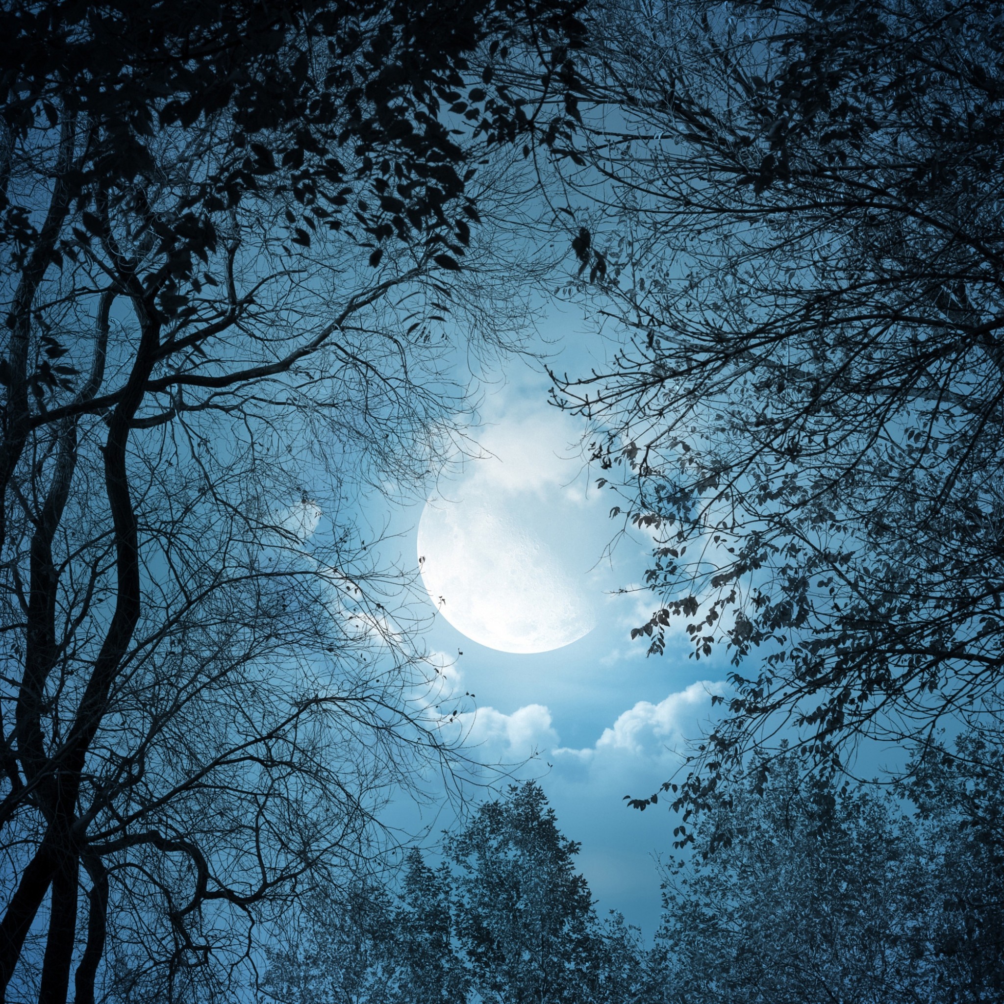 月夜の森 Ipad タブレット壁紙ギャラリー