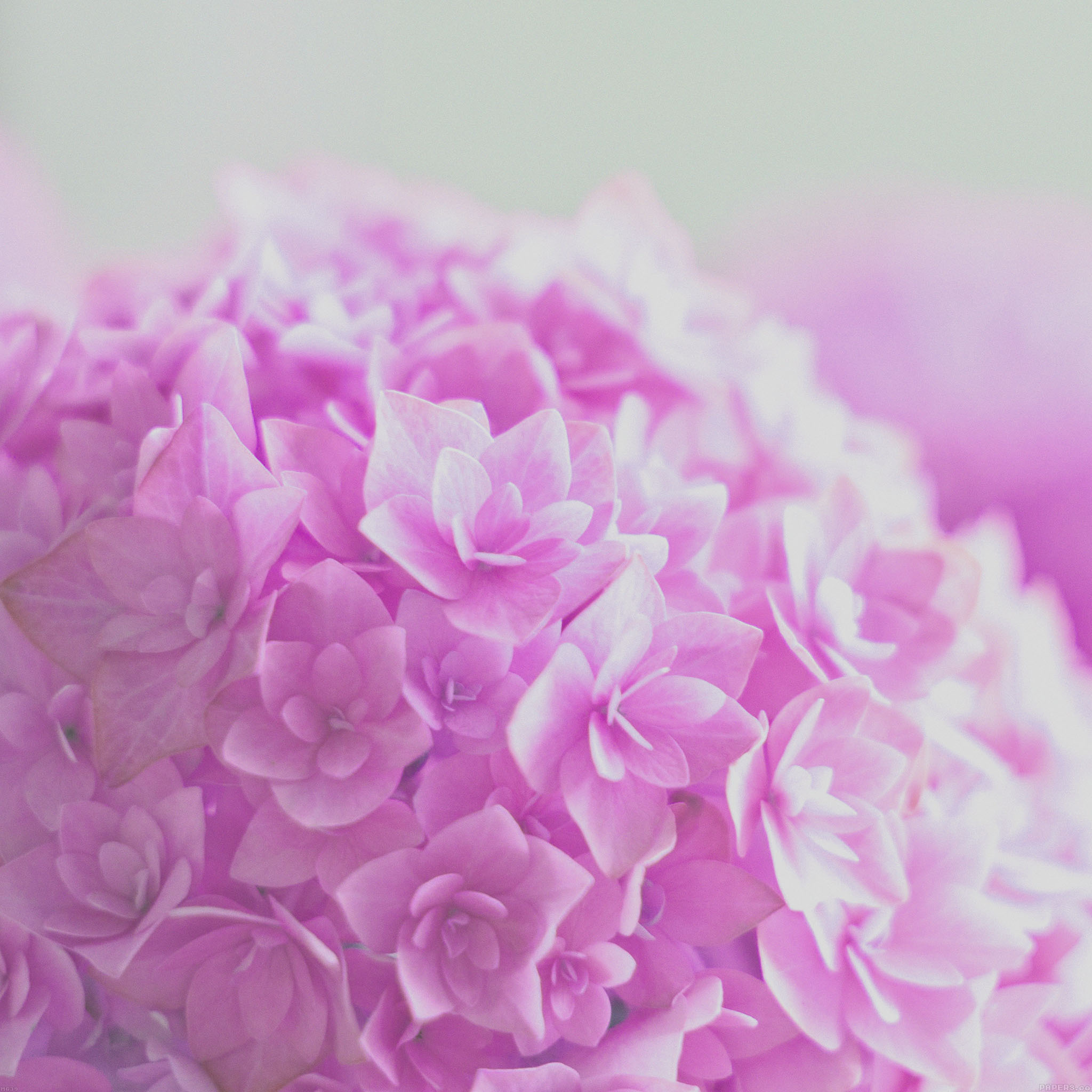 ピンク色の紫陽花 Ipad タブレット壁紙ギャラリー
