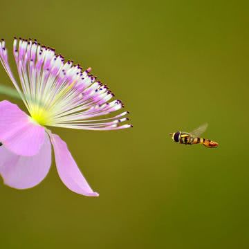 花の壁紙