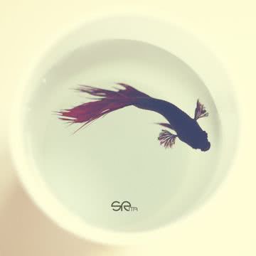 Betta Fish