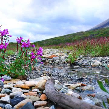 水辺の花