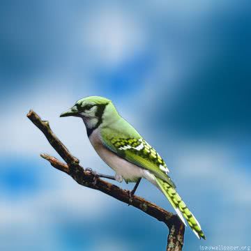 iPhone壁紙Bird iPad Wallpape…