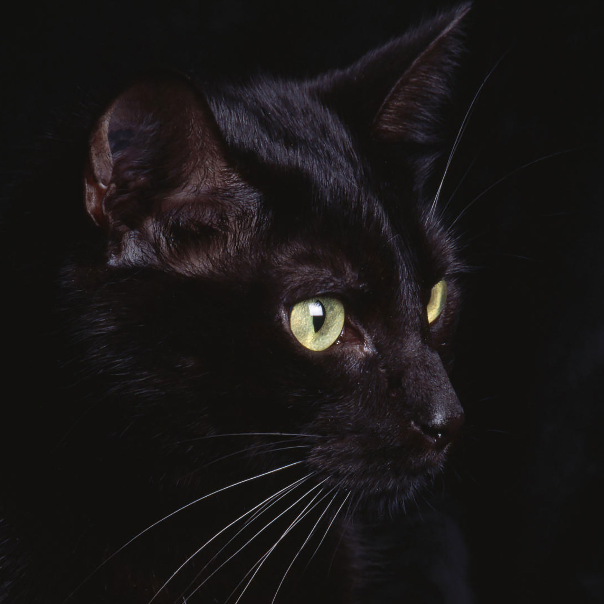 黒猫 Ipad タブレット壁紙ギャラリー